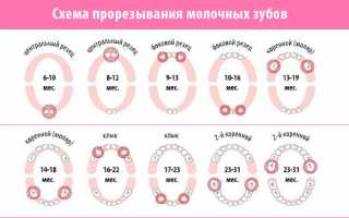 Прорезывание глазных зубов: на что обратить внимание