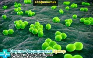 Золотистый стафилококк: симптомы у взрослых. Лечение стафилококковой инфекции