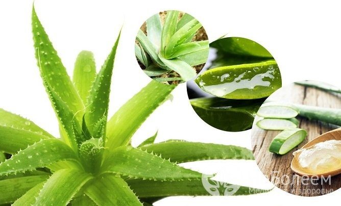 Для увеличения эффективности лечения может применяться сок алоэ