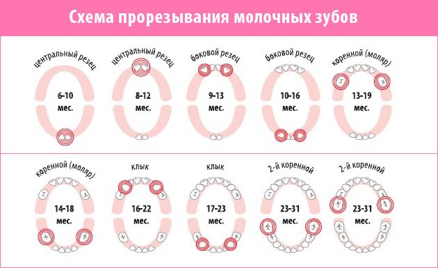 порядок прорезывания зубов